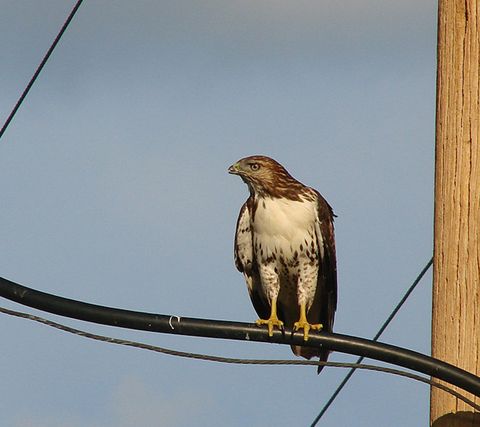  p>红尾鵟墨西哥北部亚种(学名: i>buteo jamaicensis fuertesi /i>)