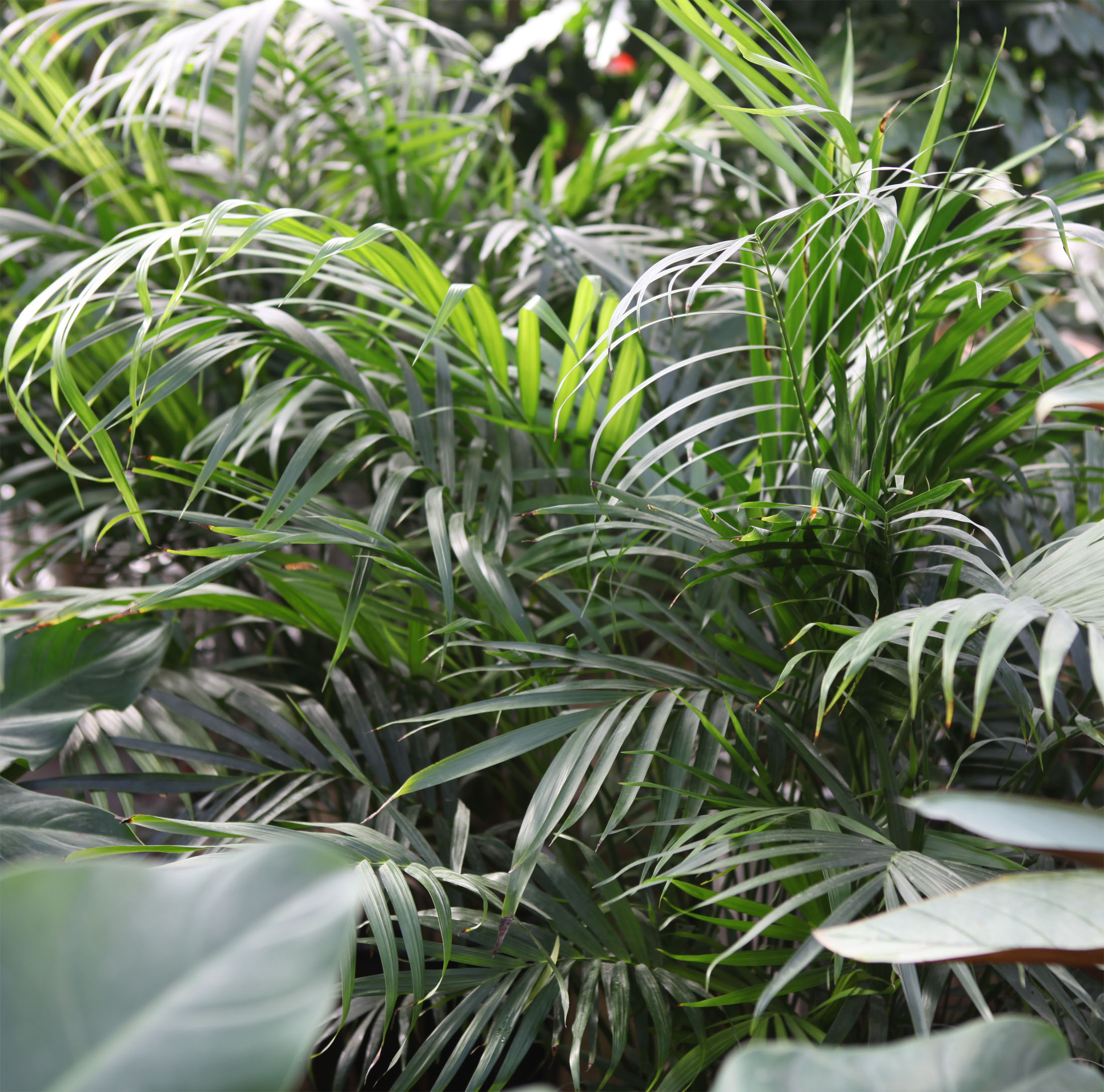  p>富贵椰子学名为拱叶竹节椰( i>chamaedorea cataractarum /i> mart