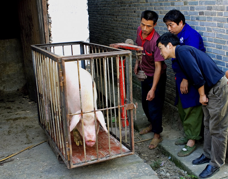  p data-id="gnbhmokswm">出栏是 a target="_blank" href="/item/猪