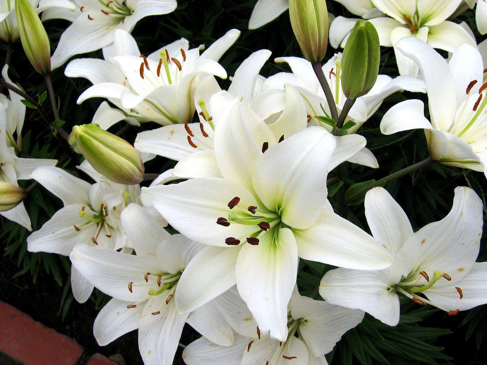 白花百合