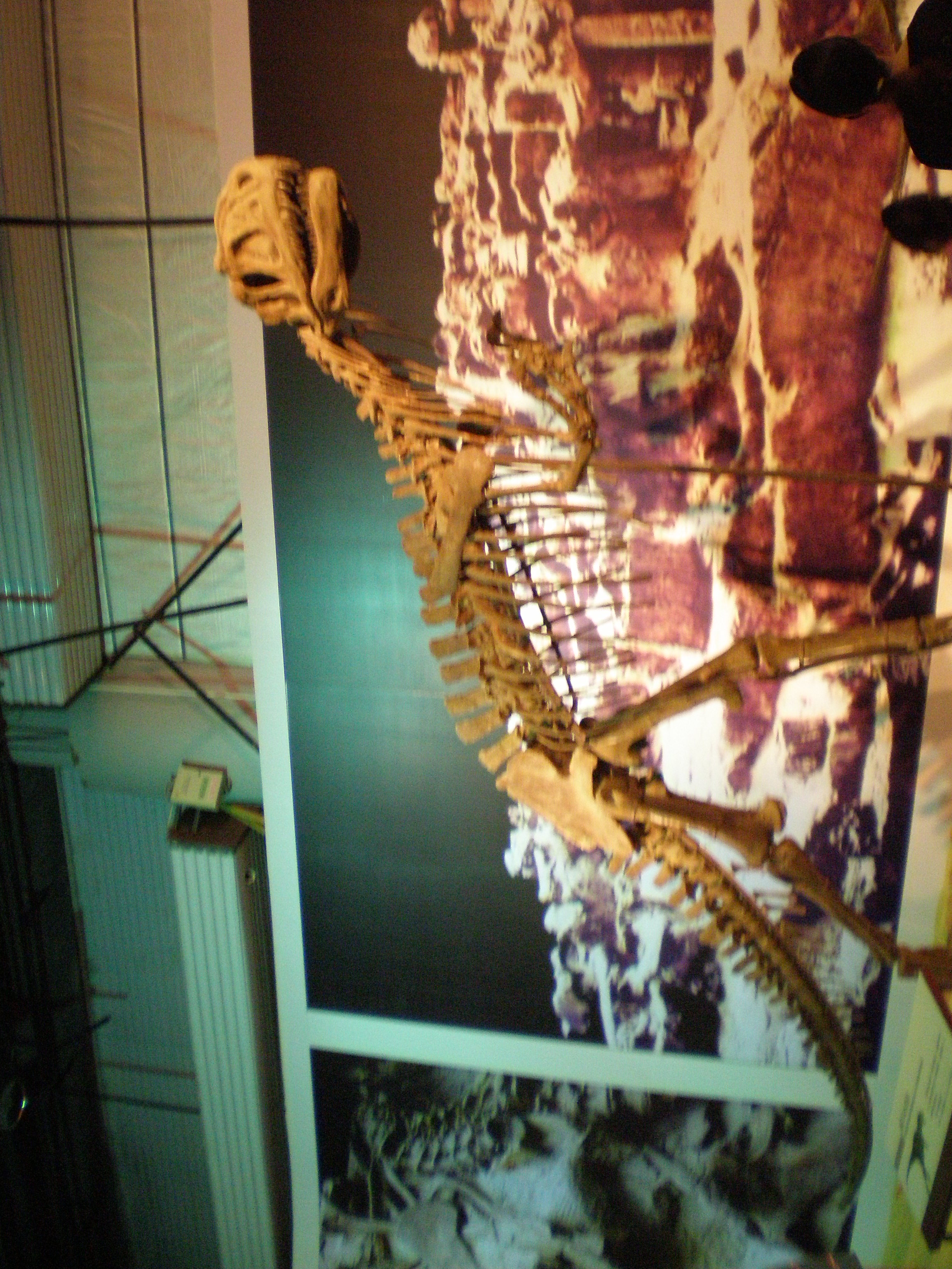 永川龙(yangchuanosaurus)