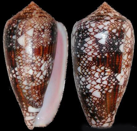  p>小虎斑芋螺是一种 a target="_blank" href="/item/新腹足目