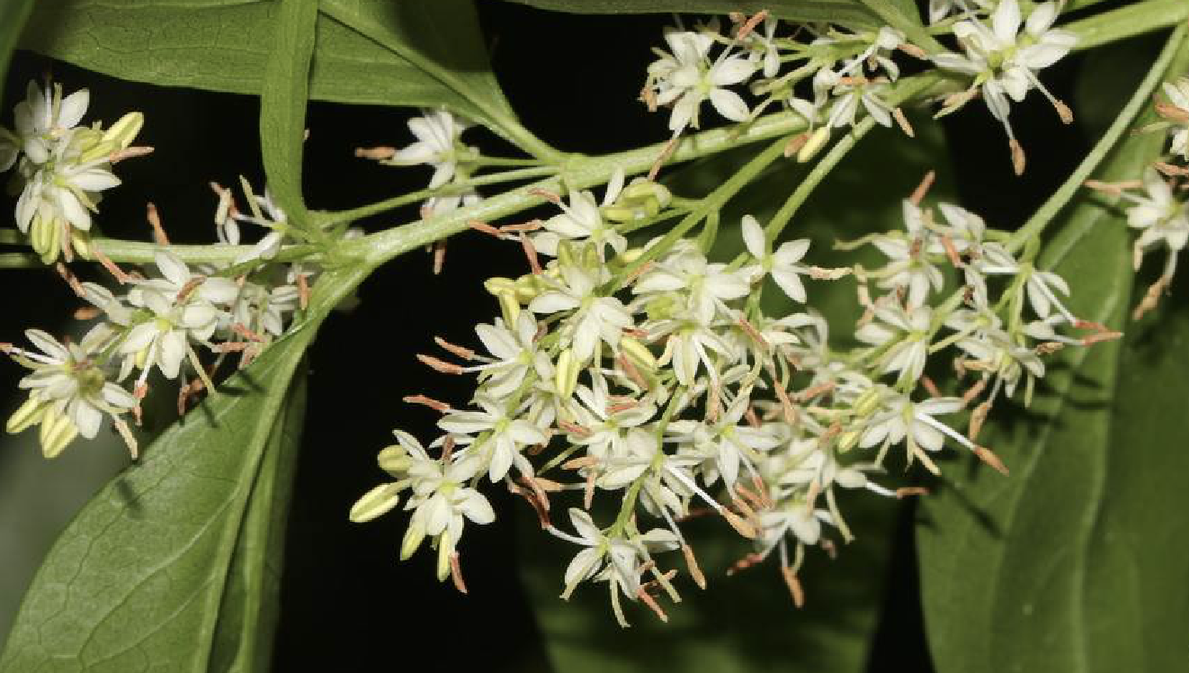 fontanesia fortunei carrière )是木犀科雪柳属植物