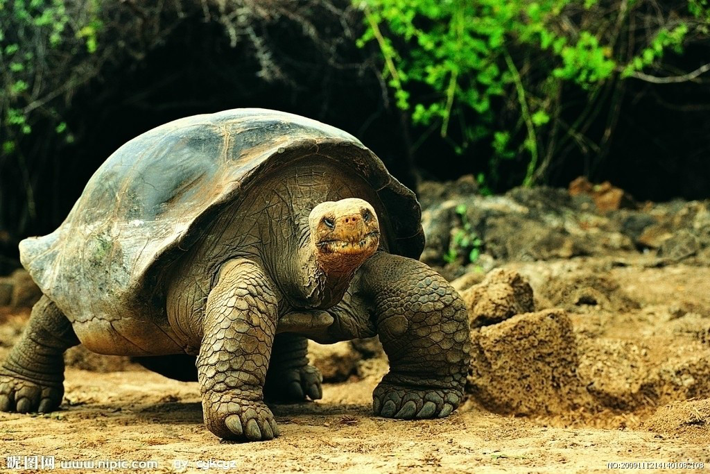  p>象龟,在 a href="#" data-lemmaid="1298770">生物分类学 /a>上是 