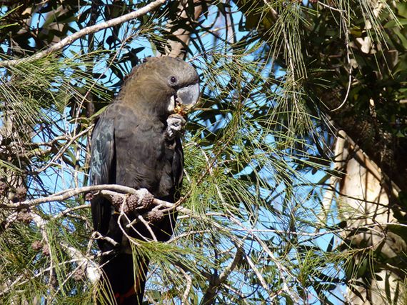  p>辉凤头鹦鹉(学名: i>calyptorhynchus lathami /i>):体长48厘米