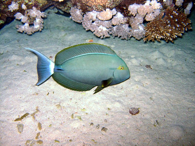  p>蓝刺尾鱼(学名:acanthurus coeruleus).此鱼体呈卵圆形.