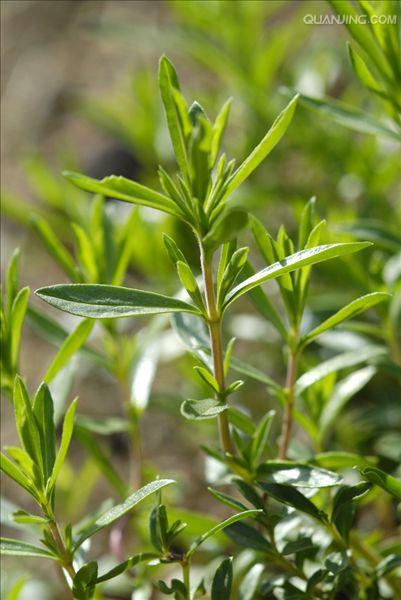  a href="#" data-lemmaid="3113946">风轮菜属 /a>多年生草本,高可达