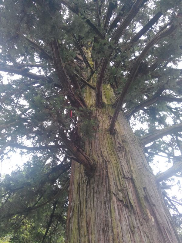 景区是习水县境内的景区,被誉为"华夏之最"的"中国杉王"即位于此景区