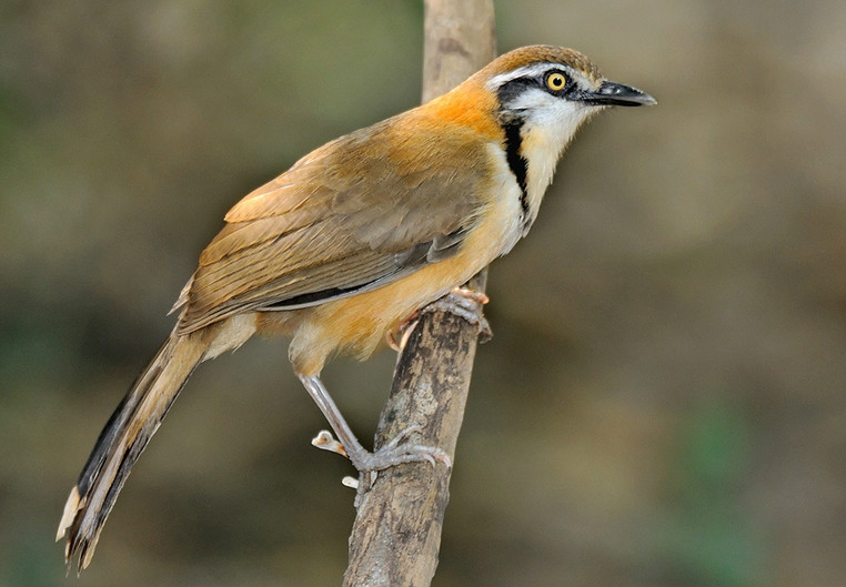  p>小黑领噪鹛(学名: i>garrulax monileger /i