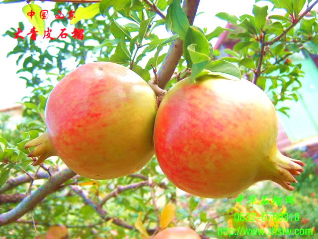 大青皮石榴