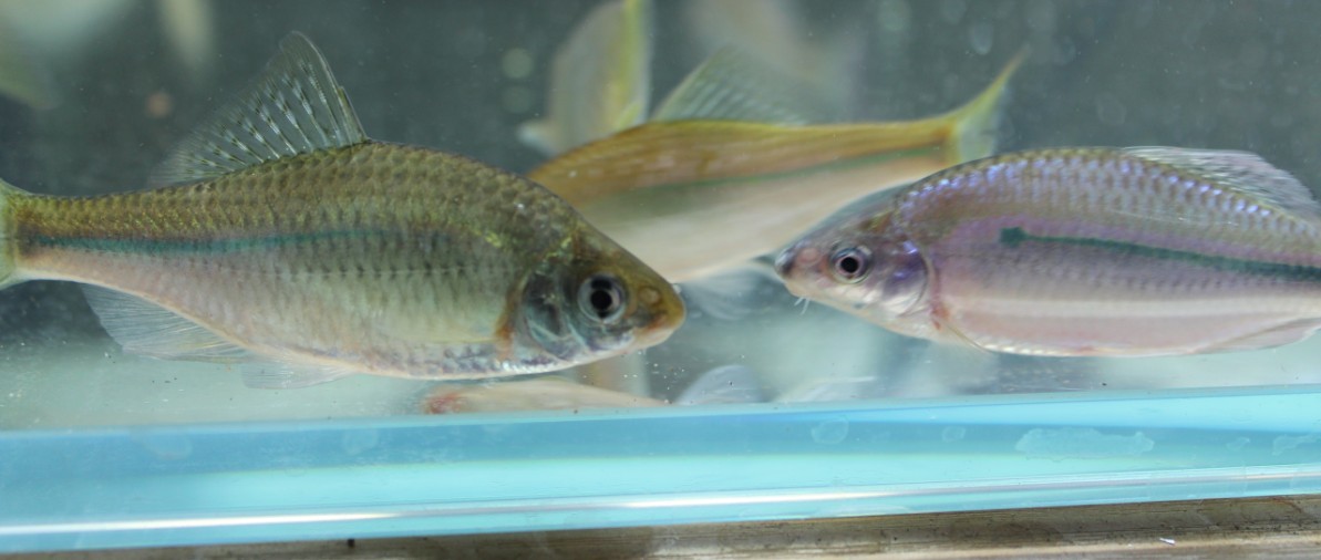 lemmaid="1909593">鲤科 /a>, a href="#">副鱪属 /a>的一种小型鱼类