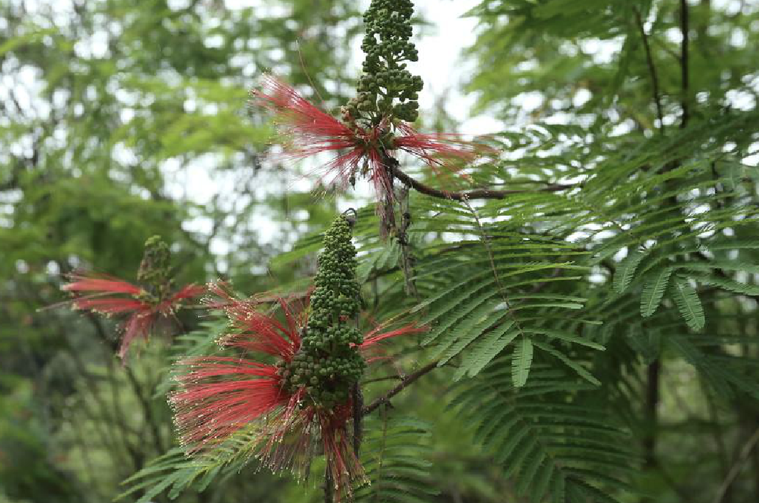 苏里南朱樱花
