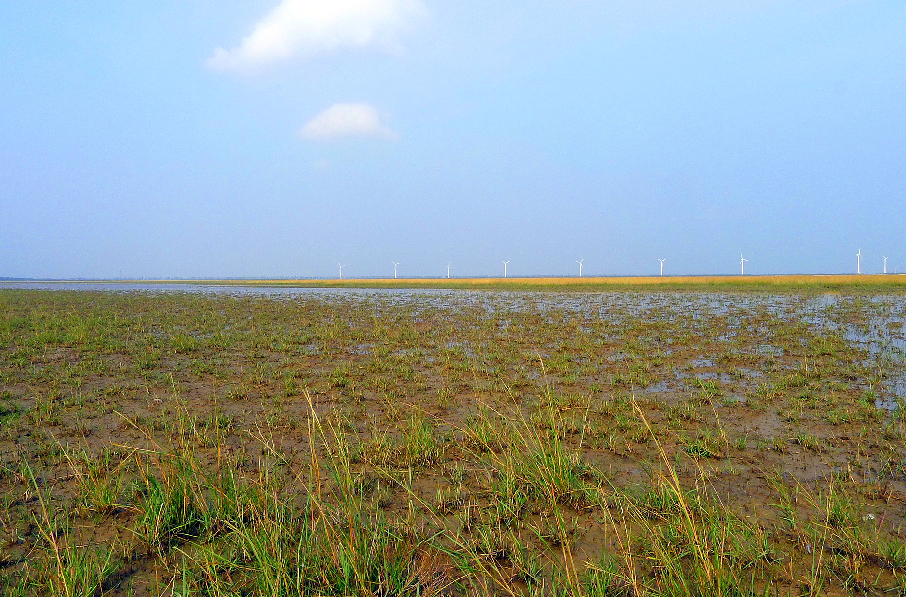 href="/item/滩涂/5993025" data-lemmaid="5993025">滩涂 /a>,湿地