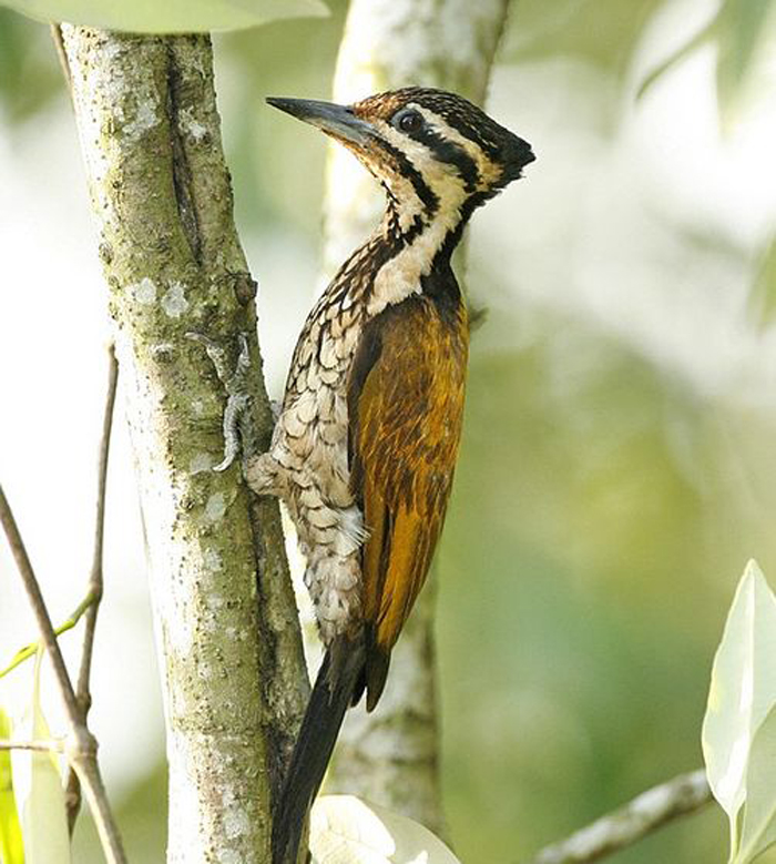  p>金背三趾啄木鸟(学名: i>dinopium javanense /i>)是一种体长28-30