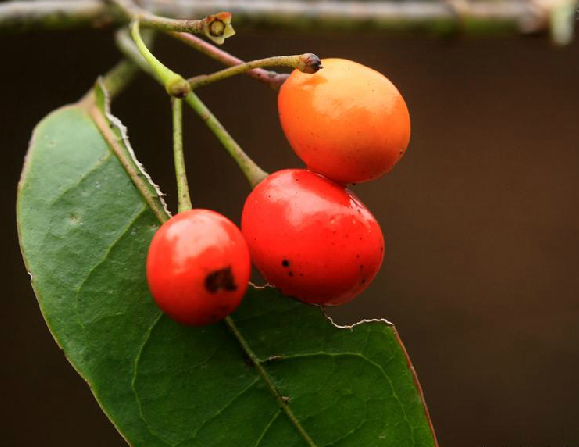 gardneria multiflora