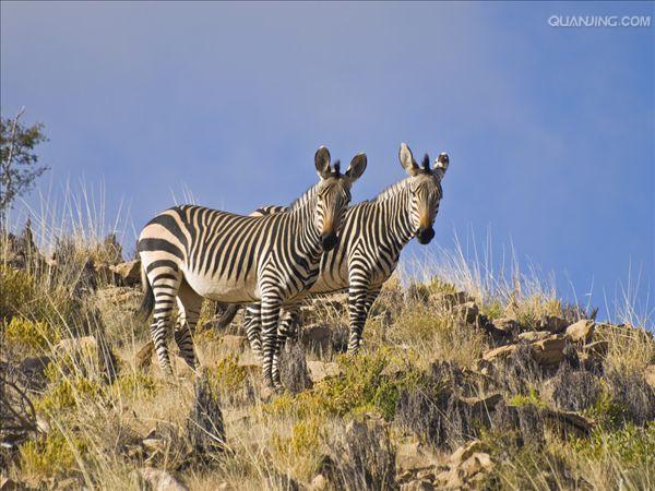  p>山斑马,学名: i>equus zebra /i>(linnaeus,1758),是 a href="#"
