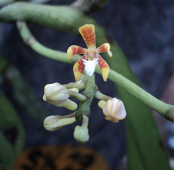  p>窄果脆兰(学名: i>acampe ochracea /i>  (lindl.)  hochr.