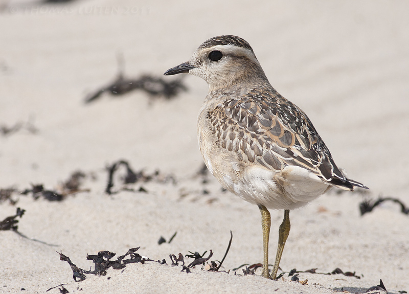 charadrius morinellus