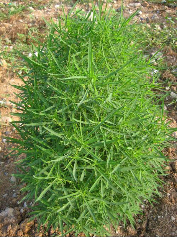 多分枝,有白色短柔毛;小叶矩圆形,先端截形微凹有短尖,基部楔形,上面