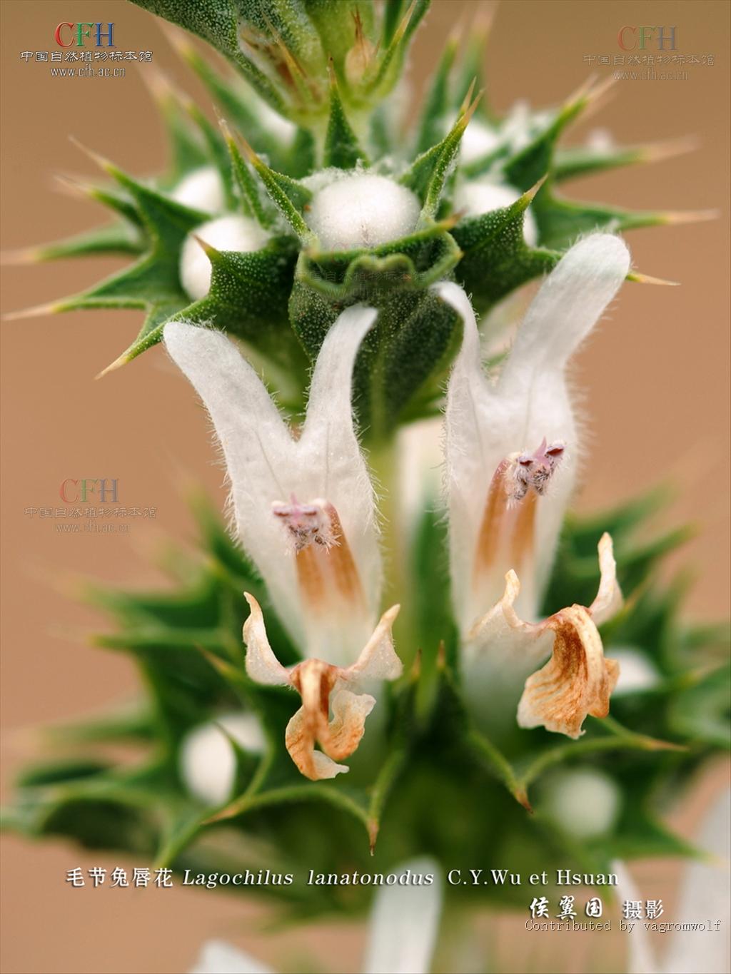 lagochilus kaschgaricus