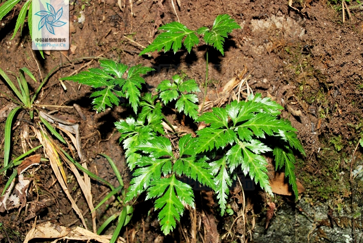  p data-id="txtkx2kqvbfx">黄连( i>coptis chinensis /i> franch.