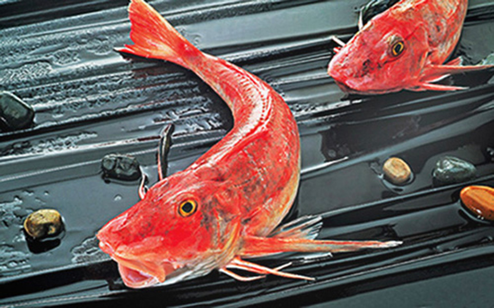  p>翼红娘鱼又称 a href="#" data-lemmaid="6082740">红双角鱼 /a>