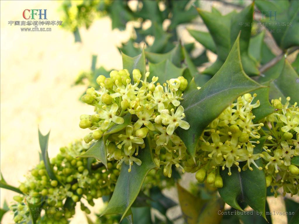  p> a target="_blank" href="/item/枸骨/2776280" data-lemmaid="