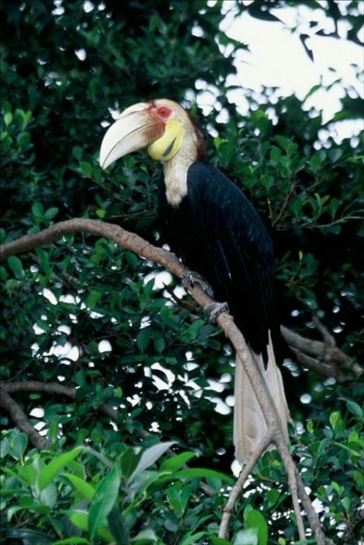  p>犀鸟( i>anthracoceros albirostris /i>)是一种奇特而珍贵的大型