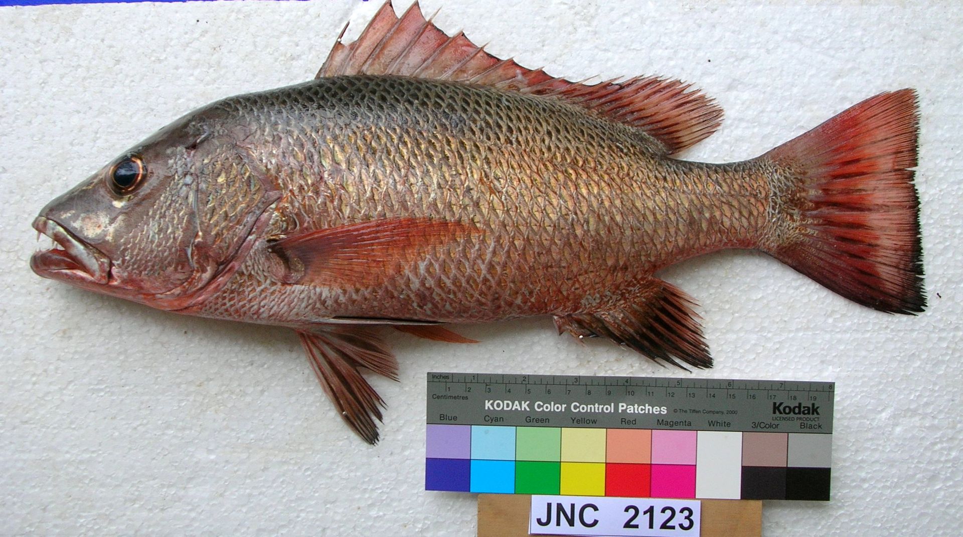  p>紫红笛鲷(学名 i> /i>: i>lutjanus argentimaculatus /i>)是笛鲷