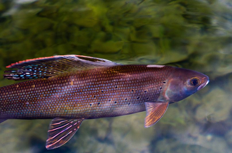  p>北美茴鱼(学名: i>thymallus arcticus arcticus /i>)的特征是具有