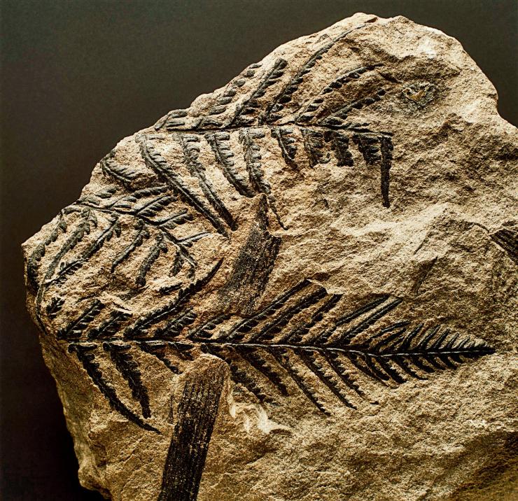 植物 /a>特有的羽片状叶,中文往往翻译为"羊齿植物"或"真蕨类植物"