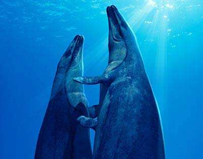  p>龙王鲸(学名:basilosaurus,意为帝王 a target="_blank" href="