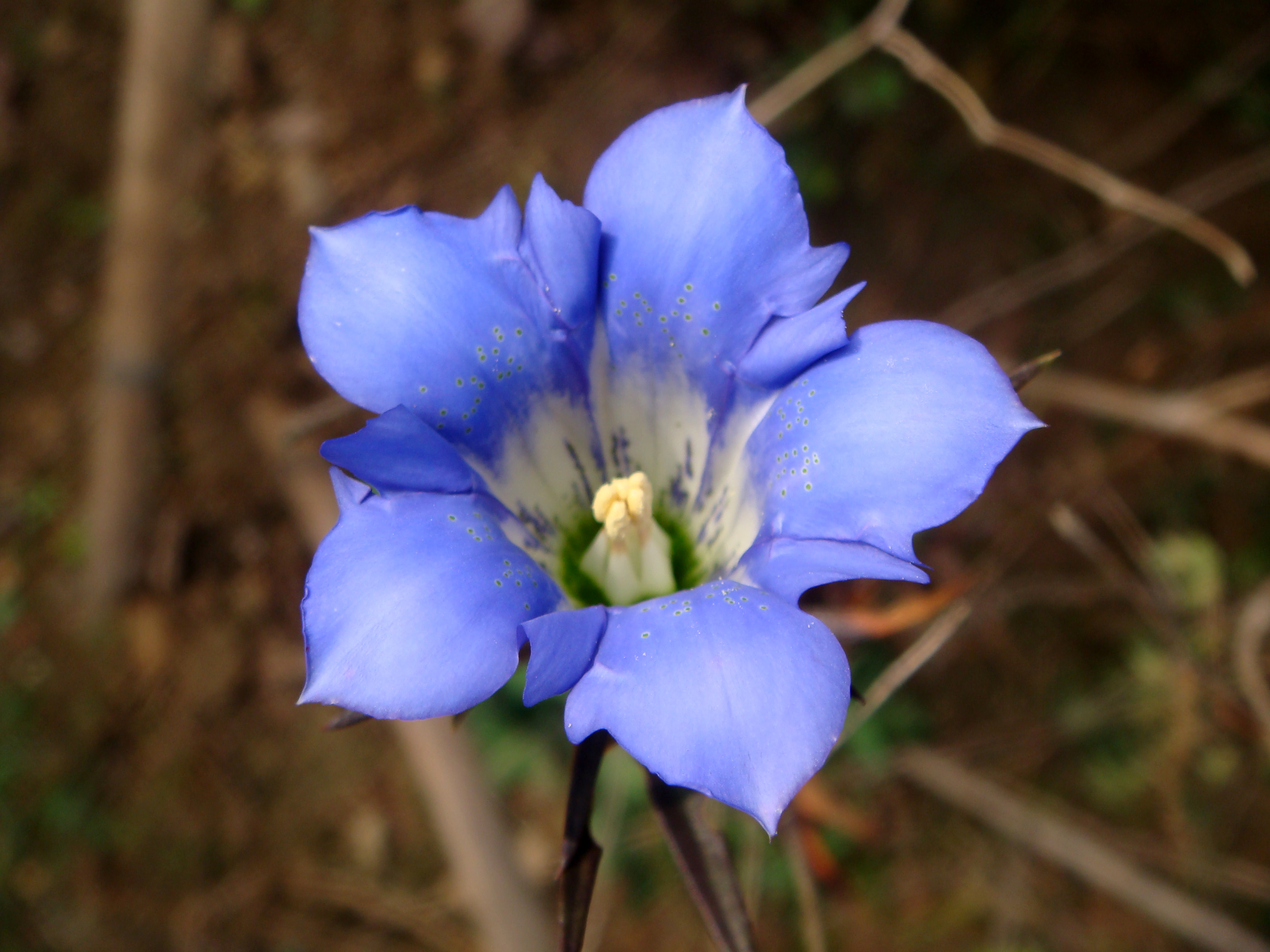  p>华丽龙胆(学名: i>gentiana sino-ornata /i> balf. f.