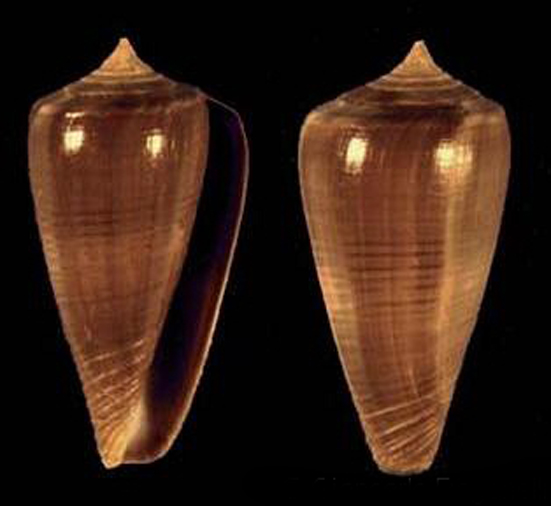  p>刻纹芋螺是芋螺科,芋螺属的一种贝类动物. /p>