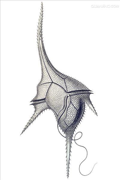  p>多甲藻是多甲藻属类 a target="_blank" href="/item/藻类/2875032