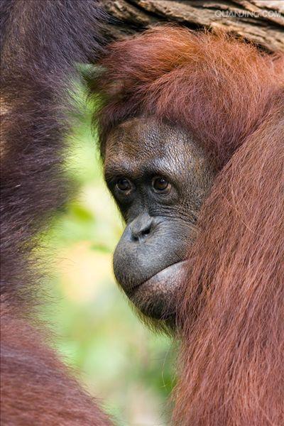  p>猩猩也叫 a href="#" data-lemmaid="2032856">人猿 /a>, a>灵长目