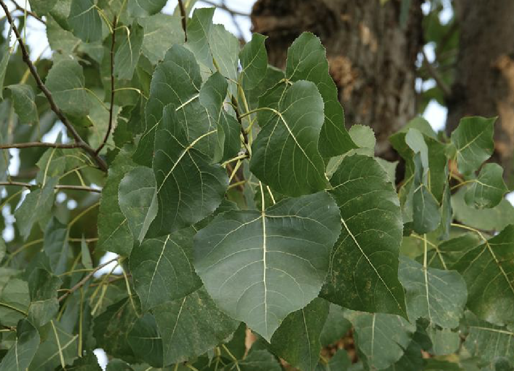 populus × canadensis moench