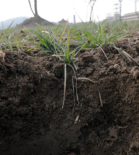 积水或土层长期呈水分饱和状态,生长喜湿与耐湿植被条件下形成的土壤
