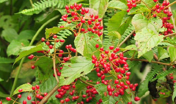  p>直角荚蒾是 a target="_blank" href="/item/臭荚蒾/8915382" data