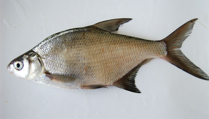 俗称:鳊鱼,鳊花 .