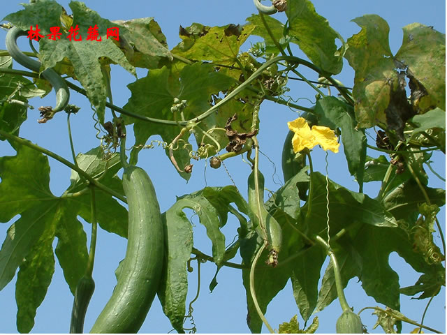 c. jeffery)是葫芦科毒瓜属植物,多年生草质藤本;根块状;卷须分2叉.