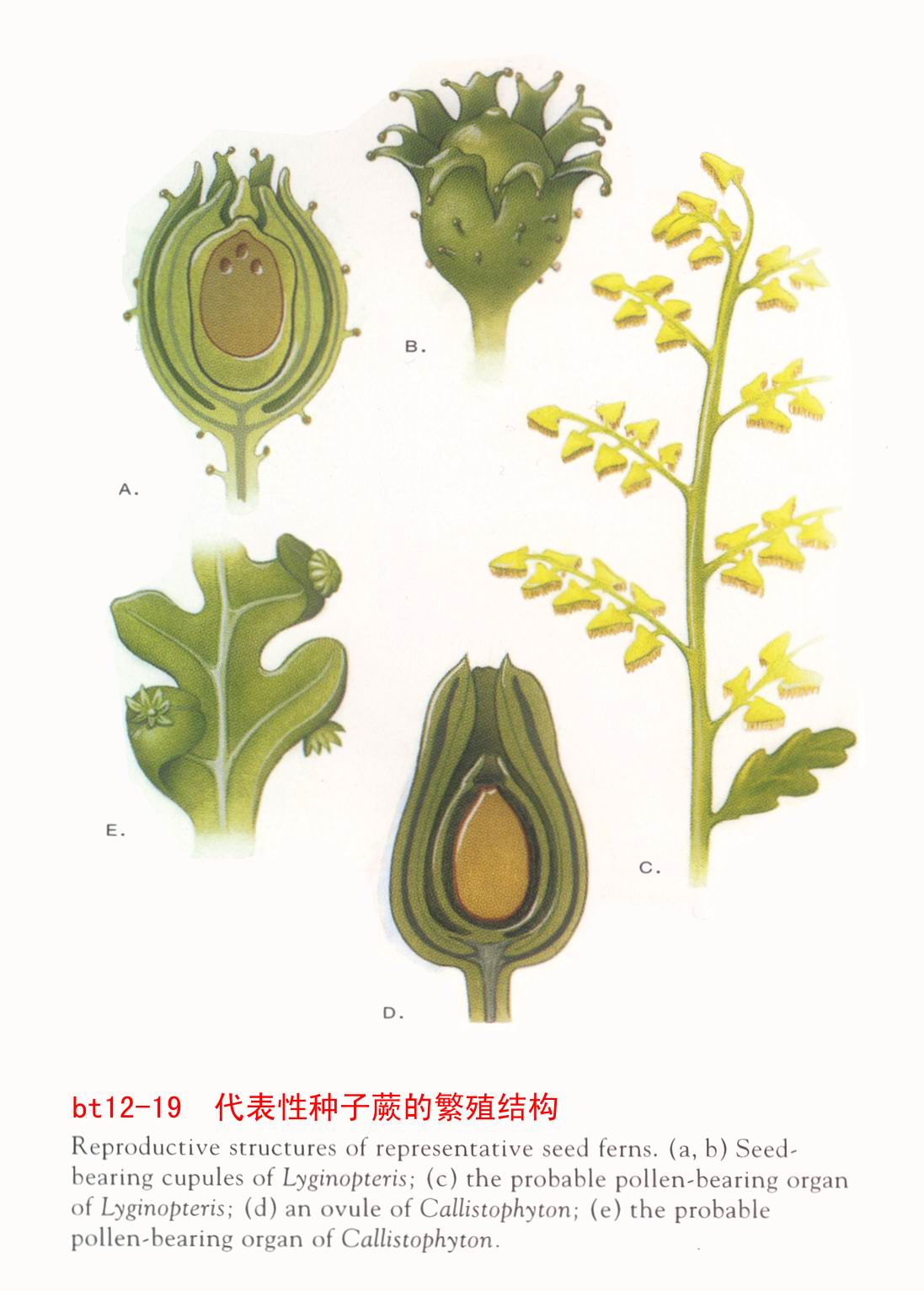  p>叉叶松(dicroidium) 叶片分叉的种子蕨类植物非常特殊,在分类上