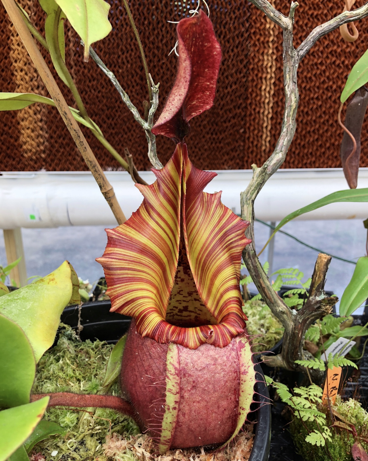  p> b>维奇猪笼草(nepenthes veitchii) /b>原产于婆罗洲.