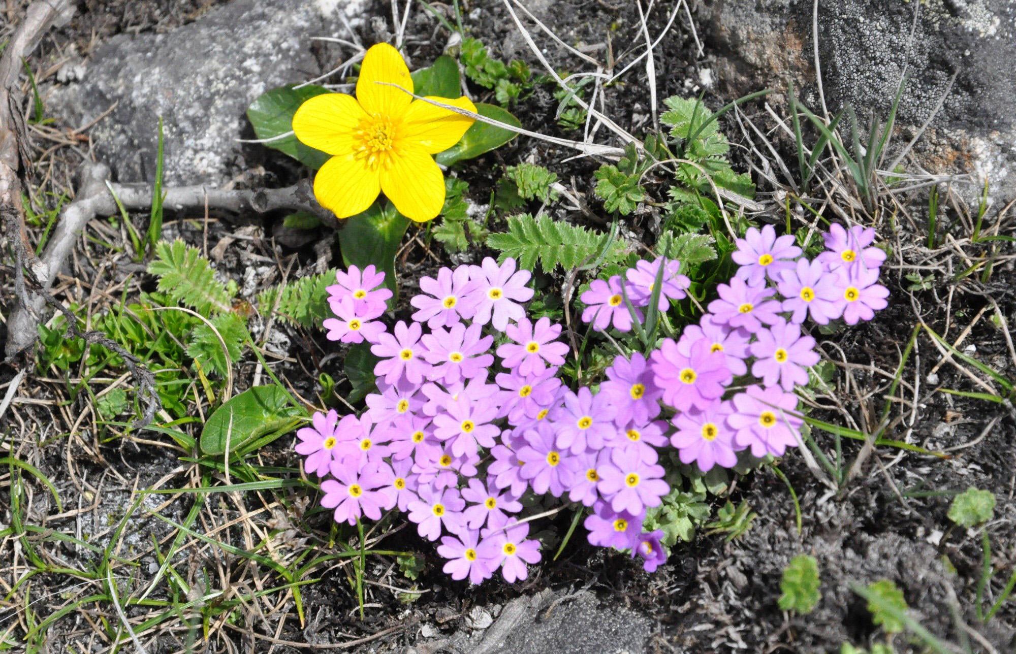  p>长柱独花报春( a target="_blank" href="/item/学名/8074290"