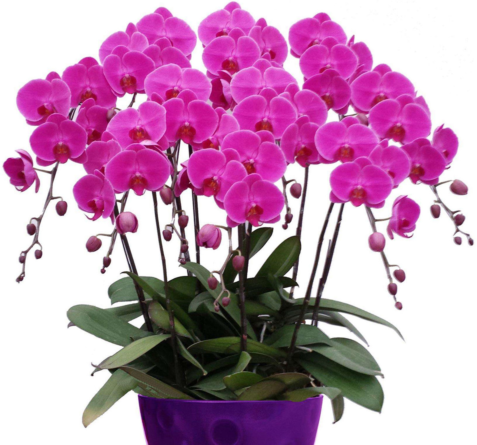  p>蝴蝶兰(学名: i>phalaenopsis aphrodite /i> h. g.