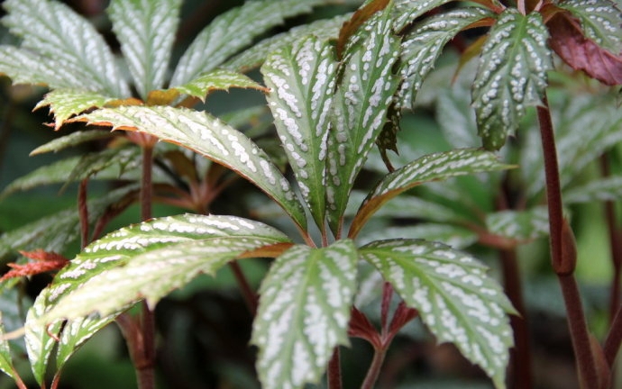  p>掌叶秋海棠(学名: i>begonia hemsleyana /i> hook. f.