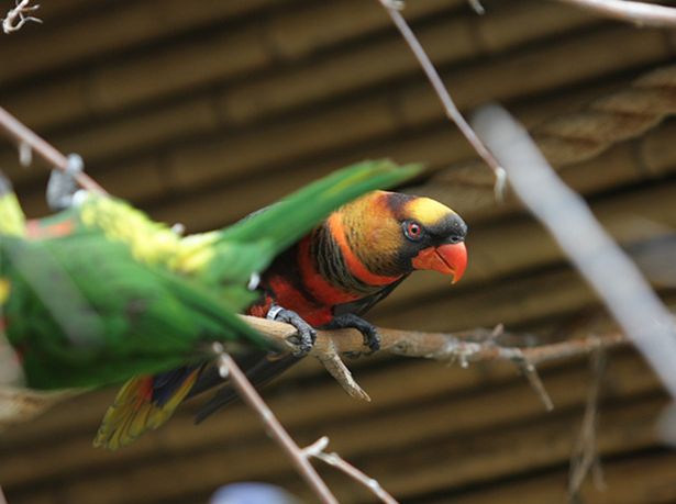 p>烟色吸蜜鹦鹉(学名:pseudeos fuscata)羽色鲜艳,鸟体主要是深褐色