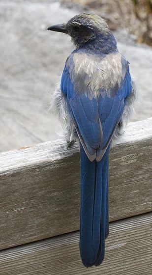 是一种蓝白相间的鸟,栖息地包括亚热带或热带的(低地)干燥疏灌丛,亚