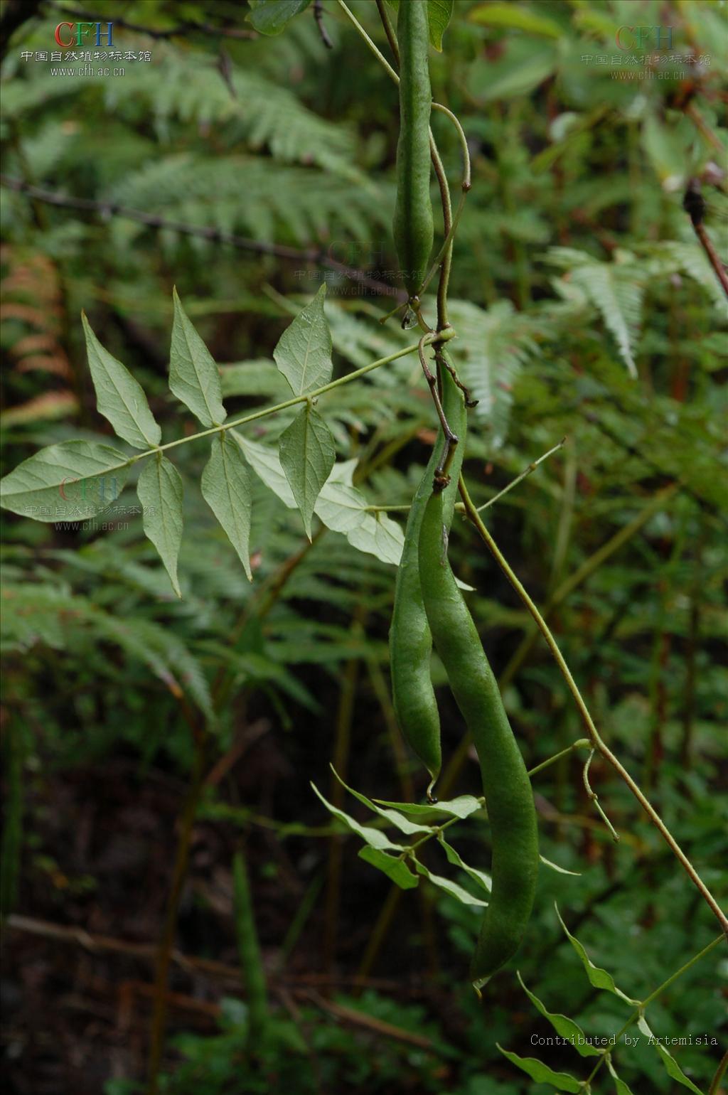 为豆科土圞儿属植物土圞儿 i>apios fortunei /i> maxim.的块根.
