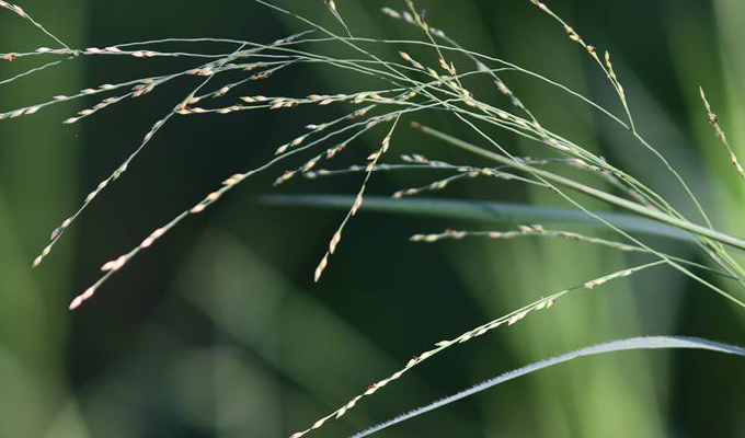  p>山涧草属, a target="_blank" href="/item/禾本科/2458872" data